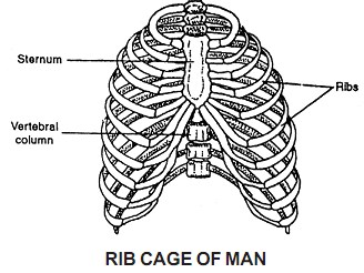 126_rib cage.png